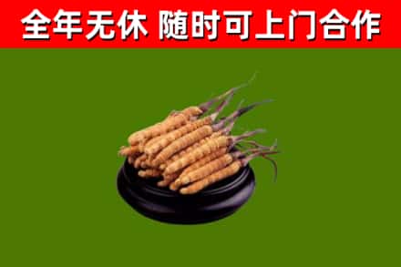 临安区烟酒回收冬虫夏草.jpg